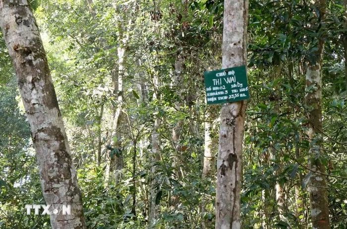 Rừng phòng hộ Nam Cát Tiên có vai trò quan trọng trong gìn giữ, bảo vệ nguồn nước, hạn chế thiên tai, sạt lở đất. (Ảnh tư liệu: Hưng Thịnh/TTXVN)