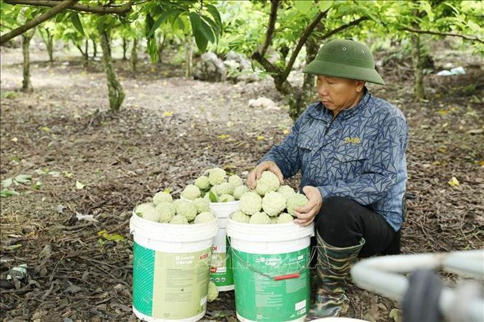 Ông Nguyễn Đình Quý, thôn Đụn, xã Phú Long, tỉnh Ninh Bình thu hoạch na chính vụ.