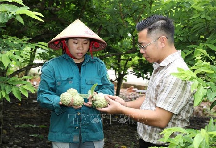 Sản phẩm na Phú Long chinh phục thị trường trong và ngoài tỉnh.