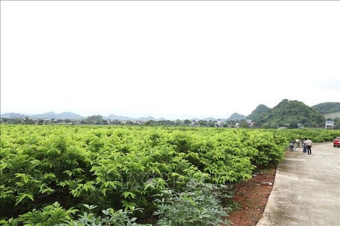 Những vườn na xanh mướt đến vụ thu hoạch là thành quả của sự dám nghĩ, dám làm của người dân vùng cao Phú Long.