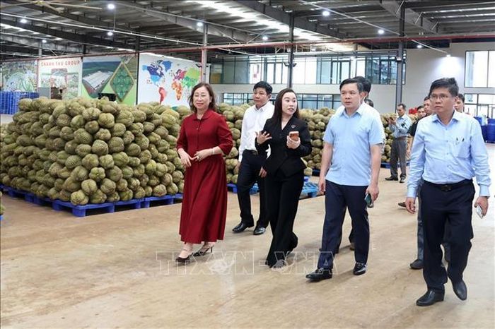 Chủ tịch UBND tỉnh Đắk Lắk Đỗ Hữu Huy (thứ 2, phải sang) cùng đoàn công tác thăm, lắng nghe, tháo gỡ khó khăn cho doanh nghiệp xuất khẩu sầu riêng. Ảnh: TTXVN phát.