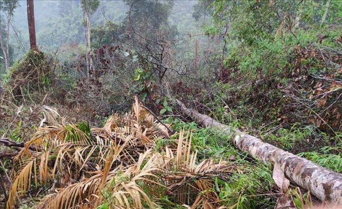 Một vụ phá rừng nhằm lấy đất sản xuất trên địa bàn tỉnh Đắk Lắk. Ảnh: TTXVN phát