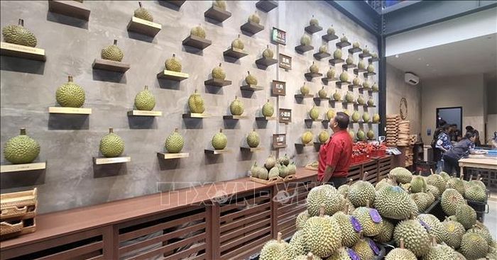 Một quầy giới thiệu các giống sầu riêng cao cấp tại Malaysia.Ảnh: Bùi Hoàn/TTXVN
