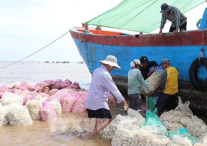 Nghêu được thương lái thu mua tại sân nghêu và vận chuyển vào đất liền. Ảnh: Hữu Chí - TTXVN