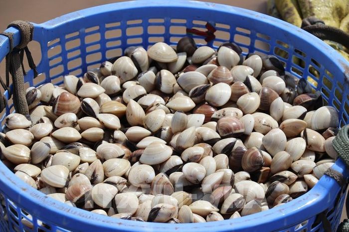 Nghêu Gò Công (Đồng Tháp) có vỏ mỏng, thịt dày, vị ngọt đậm đà và thơm ngon đặc trưng hơn các vùng khác. Ảnh: Hữu Chí - TTXVN