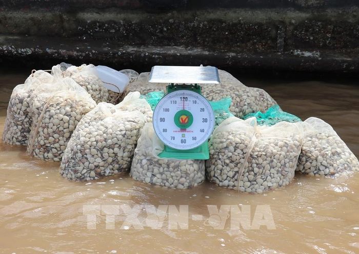 Nghêu được tập hợp tại sân để thương lái đến thu mua. Ảnh: Hữu Chí - TTXVN