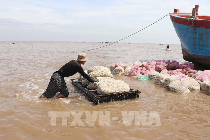 Nghêu bắt xong được tập kết đến ghe, chuẩn bị cân cho thương lái thu mua. Ảnh: Hữu Chí - TTXVN