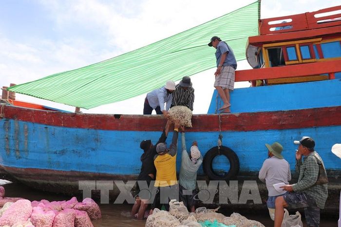 Vận chuyển nghêu lên ghe để chở vào đất liền. Ảnh: Hữu Chí - TTXVN