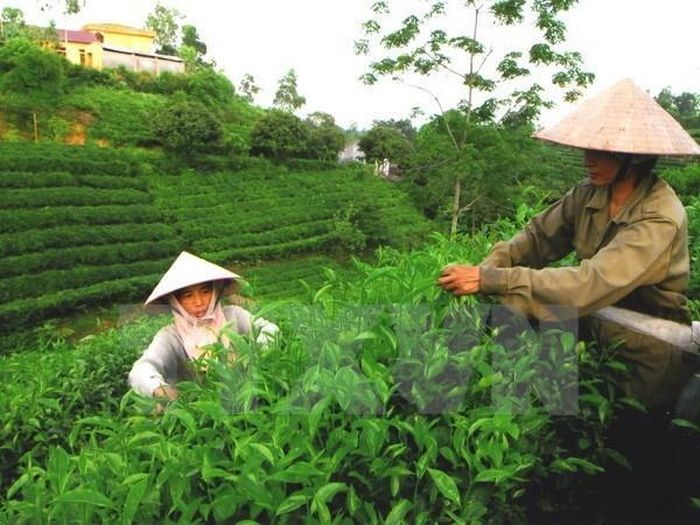 Chè Thái Nguyên, một thương hiệu nổi tiếng. Ảnh: TTXVN