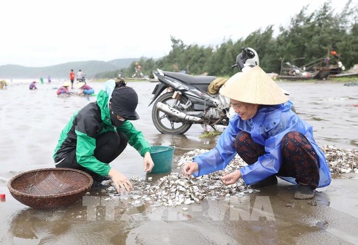 Nghề nuôi nghêu ở biển Gò Công của tỉnh Đồng Tháp phát triển nhiều năm qua đã góp phần giải quyết việc làm, thu nhập cho người dân khu vực biển. Ảnh minh họa: TTXVN