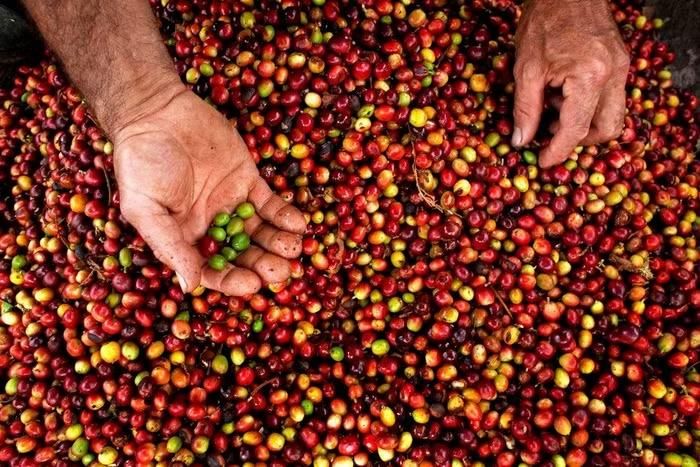 Giá cà phê hôm nay tại khu vực Tây Nguyên bật tăng