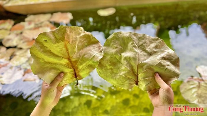 Từ những chiếc lá bàng biển tưởng chừng bỏ đi đã được biến thành sản phẩm xuất khẩu.