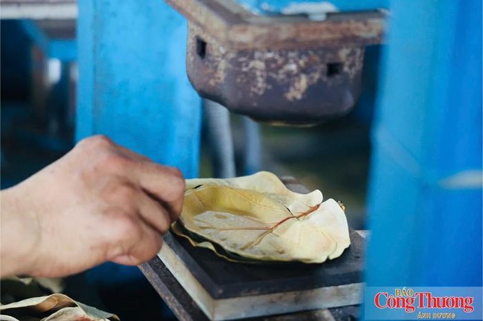 Chỉ sau hơn 20 giây, chiếc lá bàng biển đã trở thành chiếc đĩa có hình dáng hoàn chỉnh.