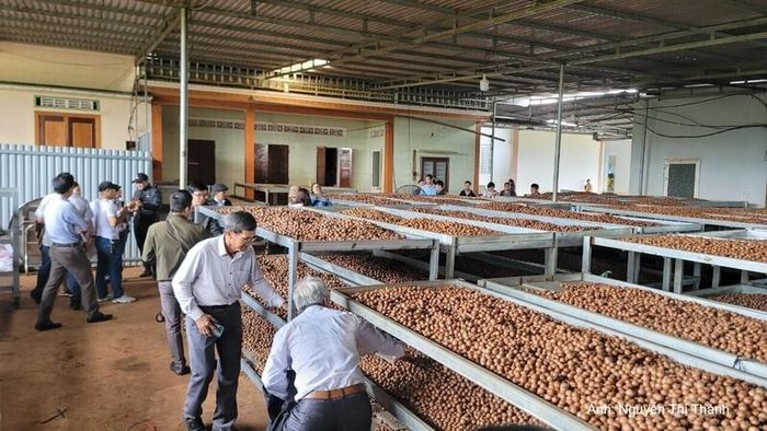 Các đề án khuyến công hỗ trợ doanh nghiệp Đắk Lắk đổi mới công nghệ chế biến nông sản.