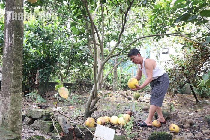 Trong vườn nhà ông Nguyễn Văn Hạnh nhiều quả bưởi rụng dưới gốc sau khi khu vườn bị ngâm nước.