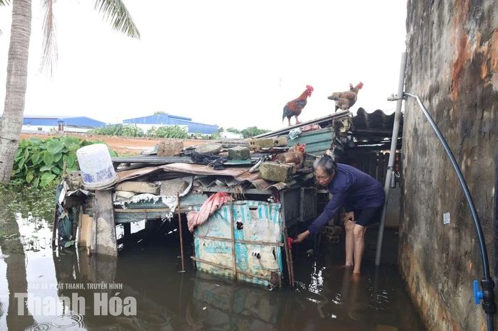 Chuồng bị ngập, đàn gà phải đứng trên mái.