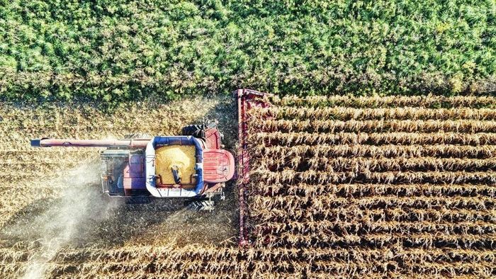 Hiện tượng El Nino năm nay được dự báo có cường độ mạnh, có thể làm thay đổi đáng kể quy luật lượng mưa tại nhiều khu vực sản xuất nông nghiệp trọng điểm. Ảnh: QNA.