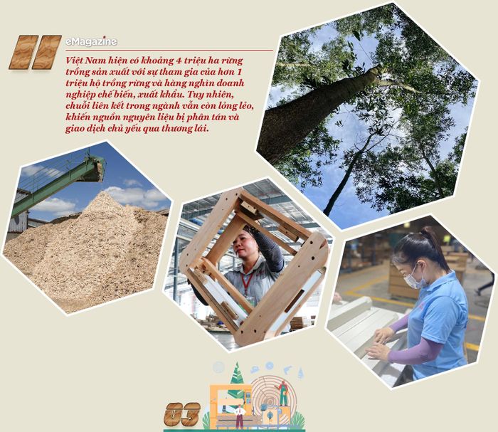 Vậy, cần những giải pháp gì để phát triển bền vững vùng nguyên liệu rừng trồng và nâng cao giá trị chuỗi cung ứng gỗ của Việt Nam, thưa ông?