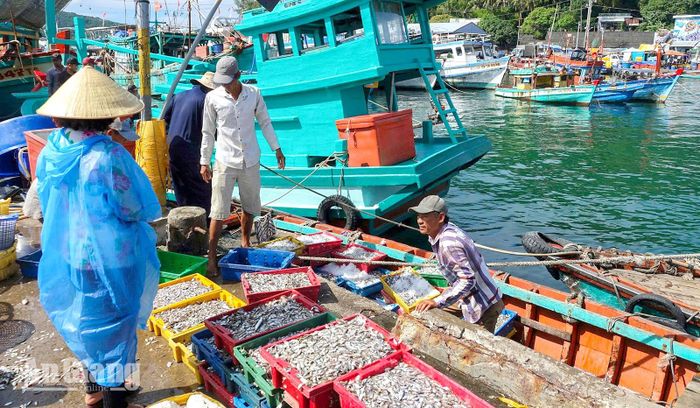 Người dân mua bán hải sản tấp nập tại cảng cá An Thới. Ảnh: THỦY TIÊN