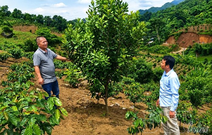 Diện tích trồng cà phê xen mắc ca trên địa bàn xã Sáng Nhè phát triển tốt.