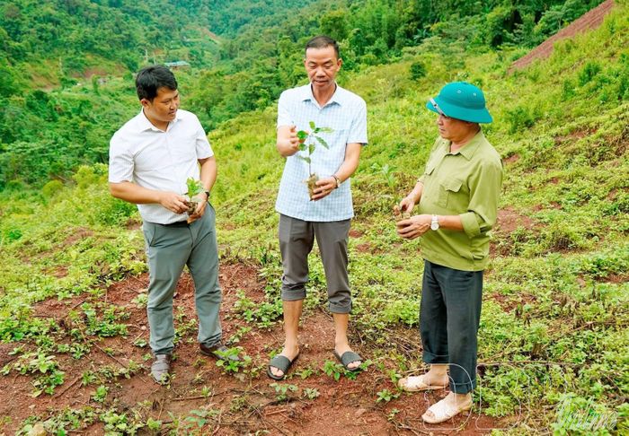 Lãnh đạo UBND xã Quảng Lâm kiểm tra cây giống trước khi trồng.