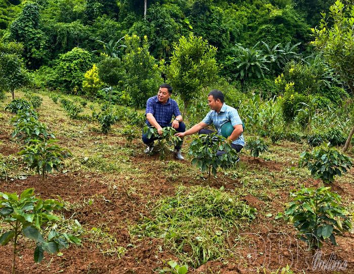 Cán bộ chuyên môn xã Mường Mùn theo dõi sát quá trình sinh trưởng của cây cà phê.