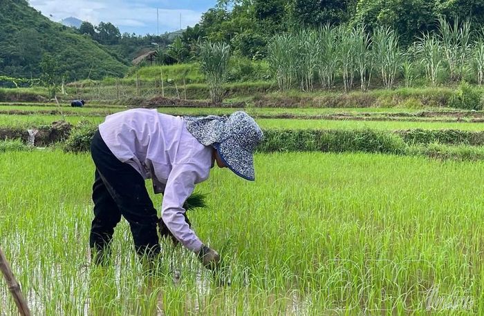 Người dân xã Mường Chà chăm sóc lúa. (Ảnh CTV)