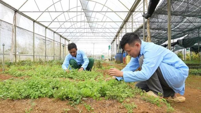  Vùng dược liệu của Bidiphar ở xã An Toàn. Ảnh: Dũng Nhân 