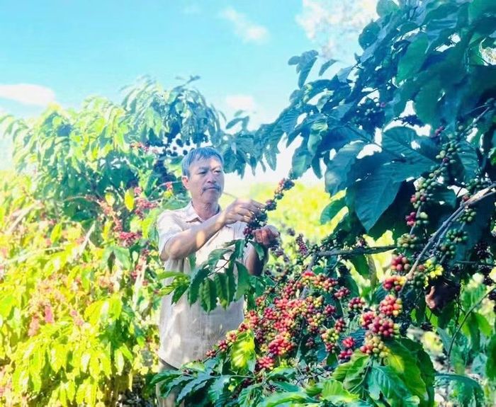  Nhiều năm qua, hơn 80% thành viên HTX Nông nghiệp và dịch vụ Đak Krong (xã Kon Gang) ứng dụng quy trình ủ phân chuồng với chế phẩm sinh học làm phân bón hữu cơ bón cho vườn cà phê. Ảnh: H.T 