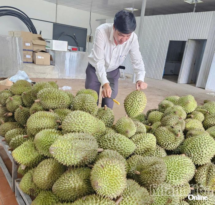 Nhiều mã sầu riêng Khánh Sơn xuất khẩu chính ngạch sang Trung Quốc