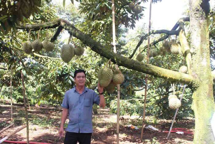Sầu riêng - cây sinh kế của nhiều nông hộ
