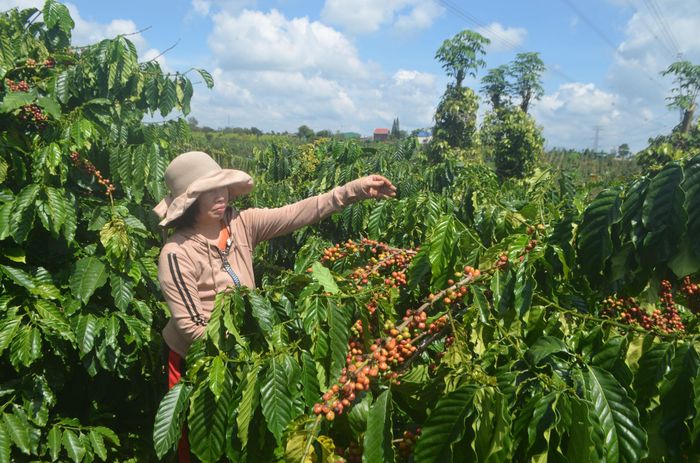 Cà phê sản xuất theo các tiêu chuẩn chứng nhận về chất lượng và sản xuất bền vững khu vực mới đạt hơn 23.000 ha, diện tích này cần được nhân rộng mạnh mẽ hơn