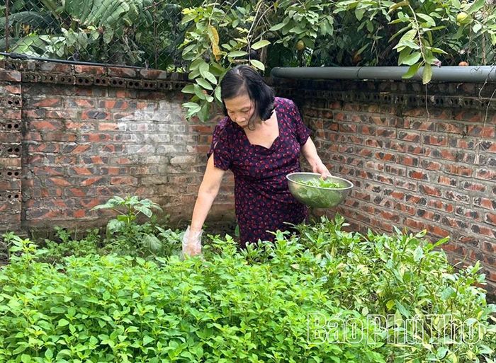 Người dân ra vườn chọn từng loại rau thơm dành cho món xáo chuối.