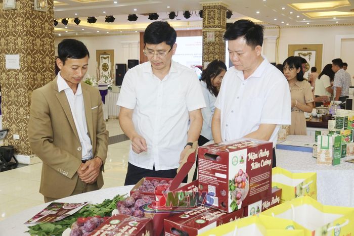 Đánh giá, chấm điểm sản phẩm OCOP mận ruby của HTX Kiên Cường, xã Phiêng Khoài.