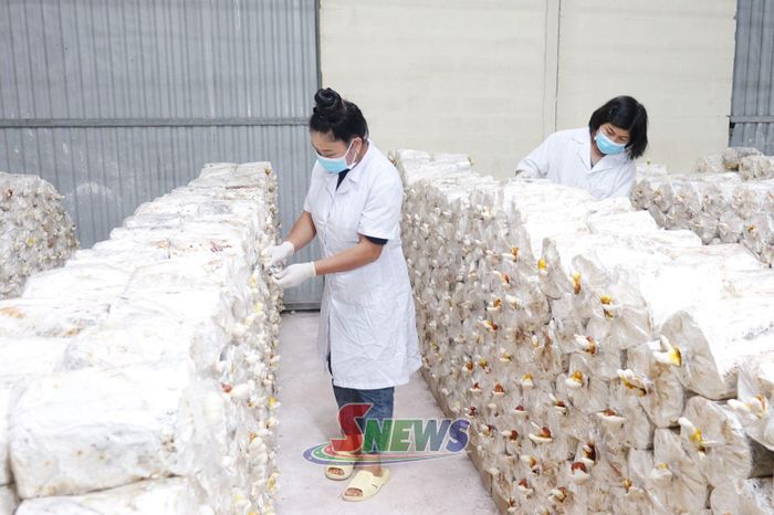 Sản xuất nấm linh chi tại Công ty TNHH Mạnh Thắng, xã Mai Sơn.