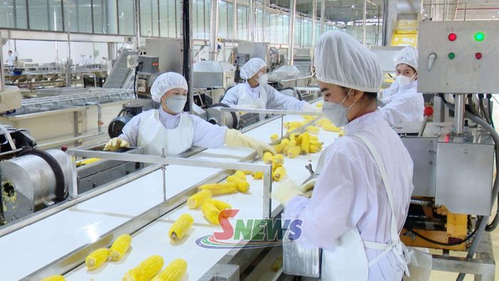Dây chuyền sản xuất ngô ngọt của Trung tâm Chế biến rau, quả DOVECO Sơn La.