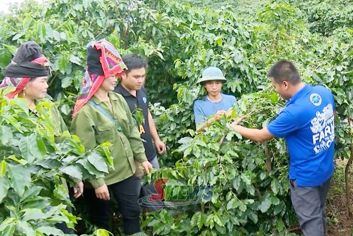Nhân viên Công ty cổ phần Phúc Sinh hướng dẫn nông dân chăm sóc cà phê.