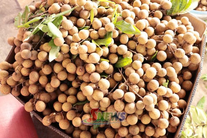 Nhãn Mường Bú sau thu hoạch được phân loại, bảo đảm chất lượng trước khi tiêu thụ.