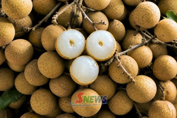 Nhãn Mường Bú vỏ sáng, cùi dày, hạt nhỏ, vị ngọt đậm.