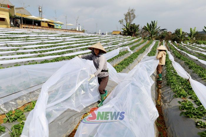 Nông dân phường Vân Sơn ứng dụng công nghệ phủ màng nông nghiệp trong trồng dâu tây.
