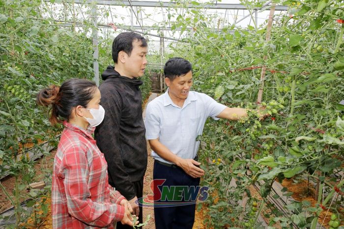 Mô hình trồng cà chua ứng dụng công nghệ cao của HTX Dũng Tiến, phường Vân Sơn.