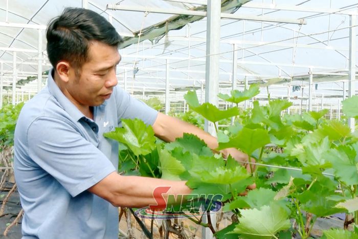 Anh Nguyễn Đình Tuấn chăm sóc diện tích nho Hạ Đen.