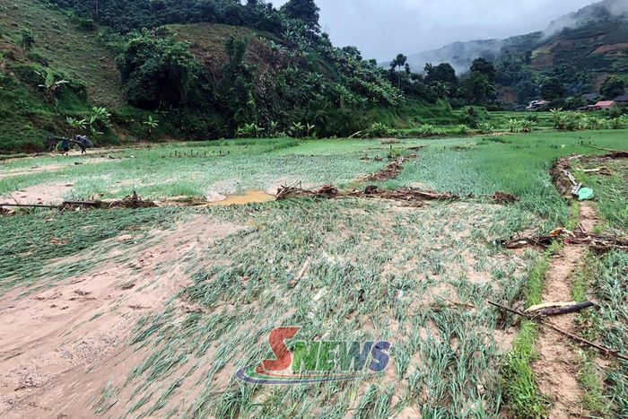 Ruộng lúa tại xã Nậm Lầu bị ảnh hưởng bởi thiên tai 
