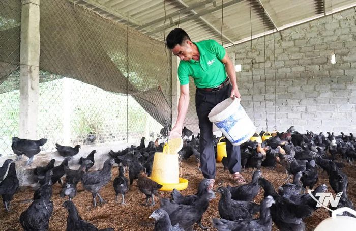 Hợp tác xã Gà đồi hữu cơ Tân Phú, xã Tân Khánh, phát triển mô hình nuôi gà H'Mông theo hướng an toàn, nâng cao hiệu quả kinh tế.
