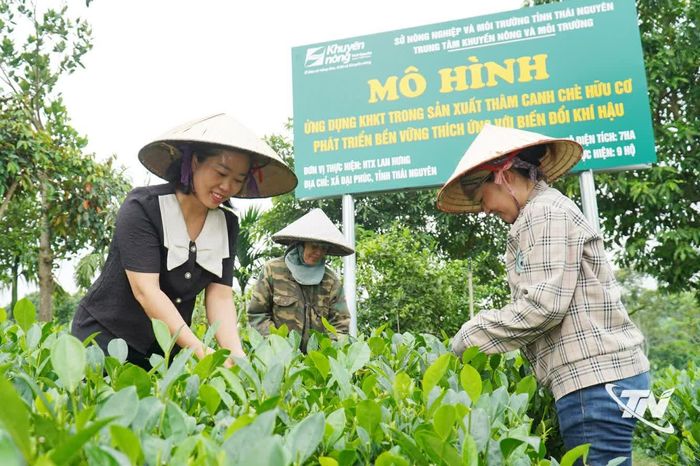 Chuyển sang sản xuất chè hữu cơ là giải pháp nâng cao giá trị gia tăng, thích ứng với xu hướng quỹ đất nông nghiệp ngày càng thu hẹp.