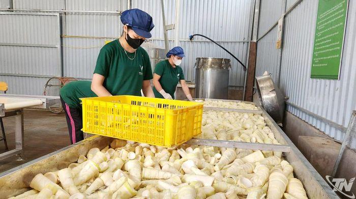 Phát triển công nghiệp chế biến là một trong những giải pháp quan trọng để gia tăng giá trị nông sản và nâng cao hiệu quả sử dụng đất nông nghiệp.