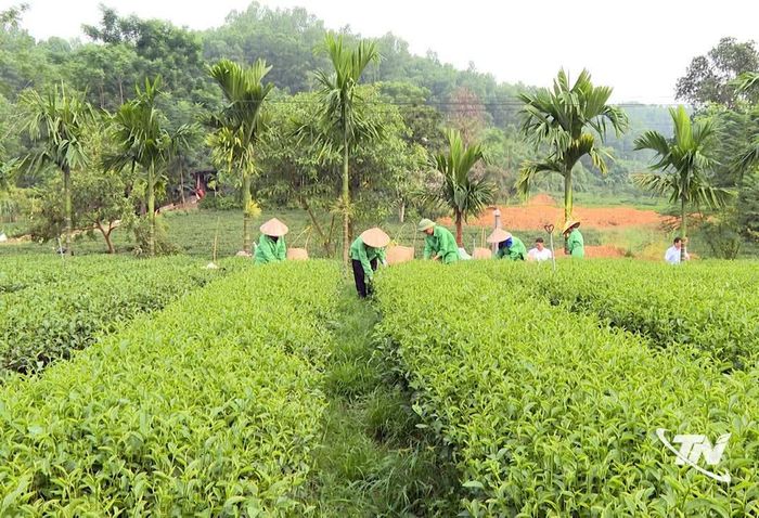 Xã Vô Tranh hiện có hơn 800ha sản xuất theo tiêu chuẩn GAP, 34ha hữu cơ.