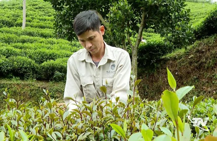 Giống chè tím đột biến tạo điểm nhấn riêng biệt cho chè vùng Khe Cốc.