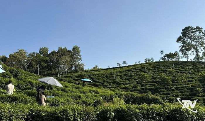 Chè Khe Cốc chủ yếu là giống chè trung du, nằm xen dưới tán cây.