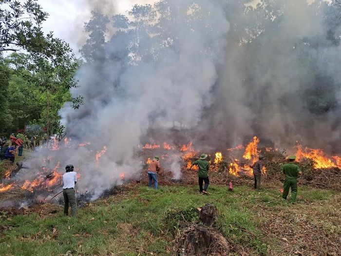 Hơn 100 người tham gia thực tập phương án phòng cháy, chữa cháy rừng thông đặc dụng